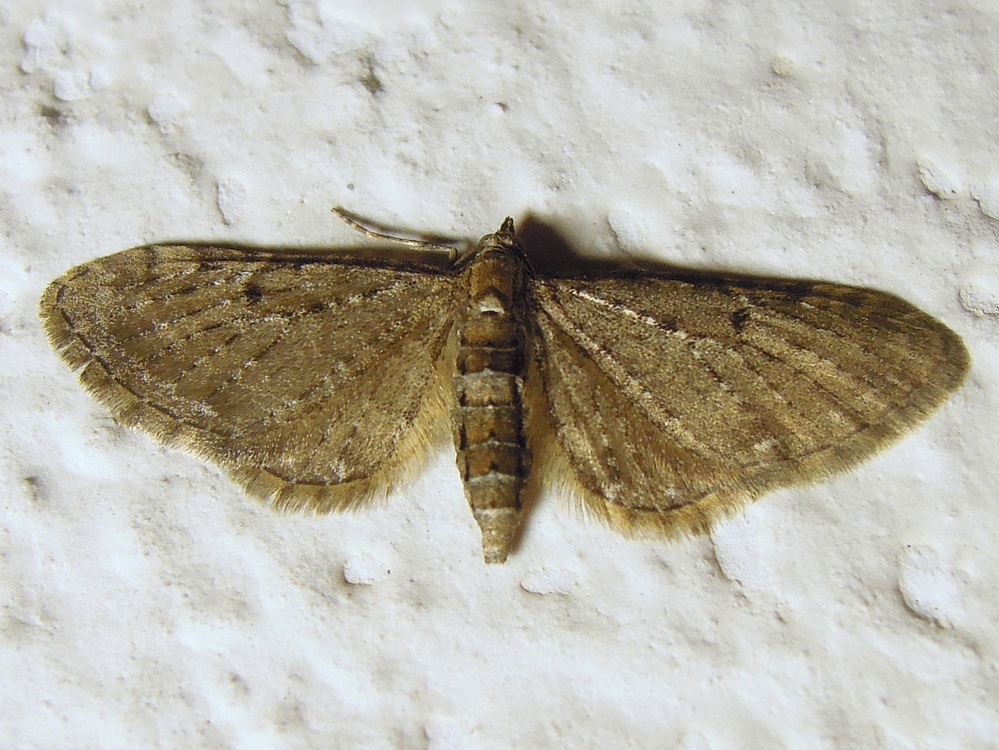 Eupithecia virgaureata ?? S